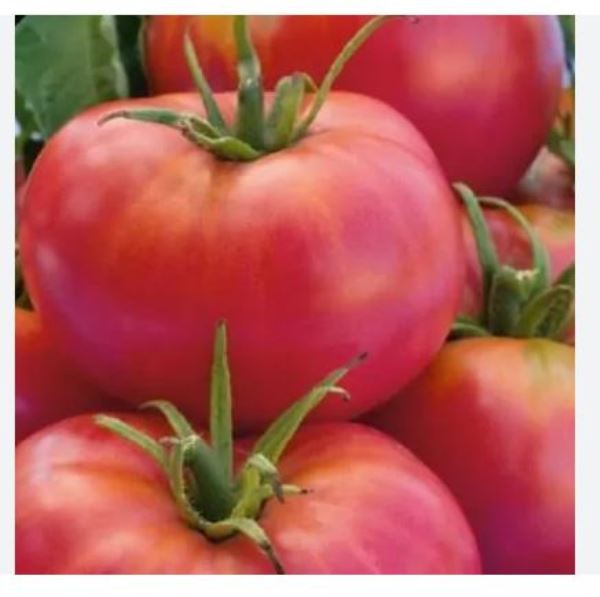  Томат Великий Воин 0,1г Россельхозцентр