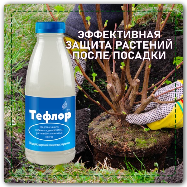  Тефлор 500мл д/защиты хвойн и декор раст от солн ожогов