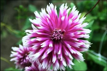  Георгина бахромчатая Тейбл Дансер 1/К