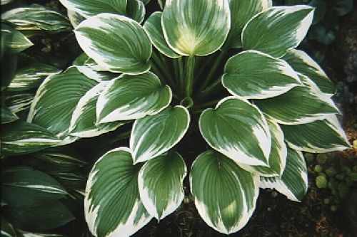  Хоста гибридная Роберт Фрост