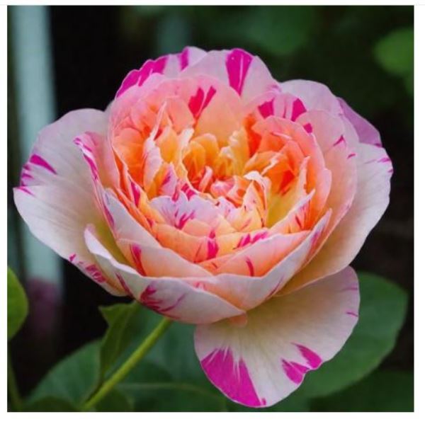  Роза чайно-гибридная Жюли Андрие 