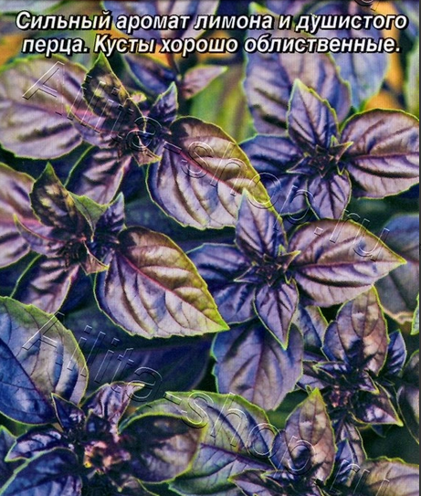  Базилик Фиолетовый 0,2г цв Россельхозцентр