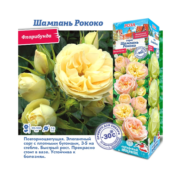  Роза флорибунда Шампань Рококо