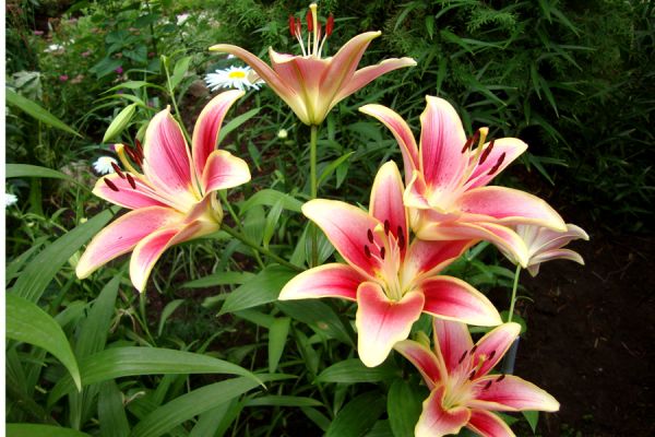  Лилия ОА-гибрид Элегант Краун 14-16/К 2шт