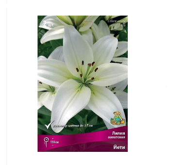  Лилия азиатская Йети 14-16/К 2шт