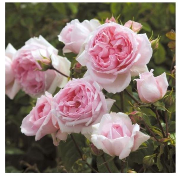  Роза Английская/шраб Зе веджвуд Роуз