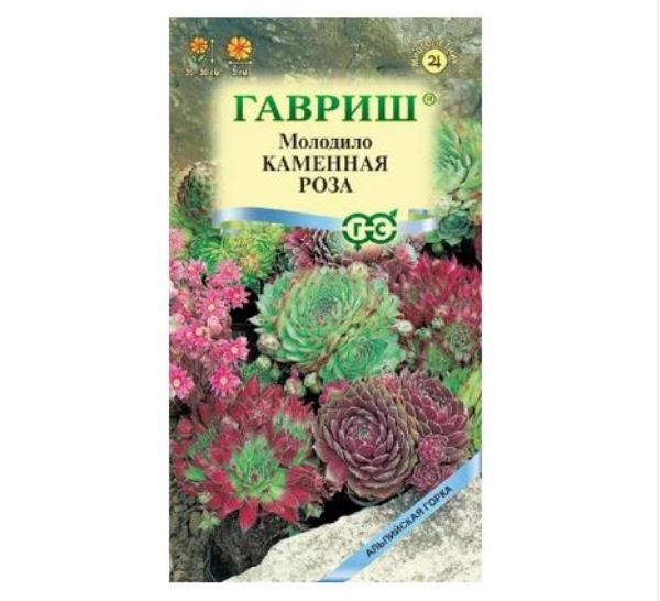  Молодило Каменная Роза 0,01г Альпийская горка Гавриш