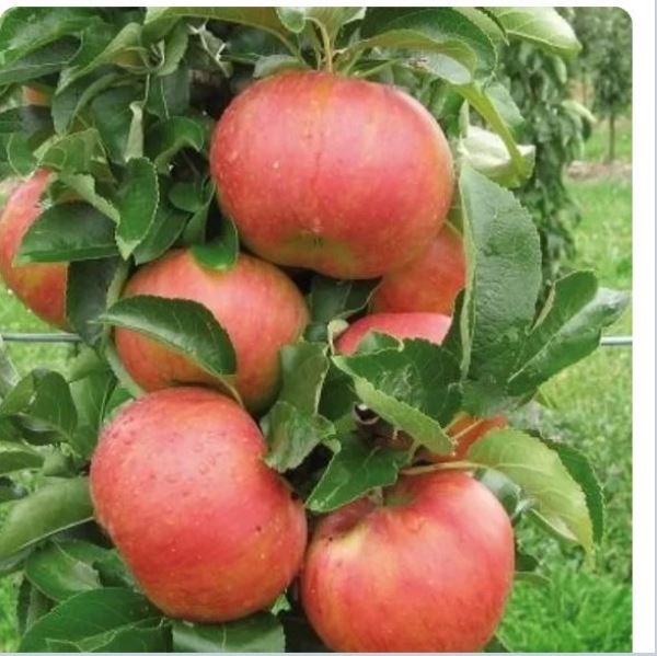  Саженцы Яблоня колонновидная Триумфальная  