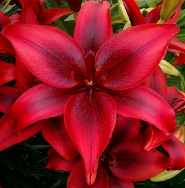  Лилия азиатская Блэк Аут 14-16/К 2шт