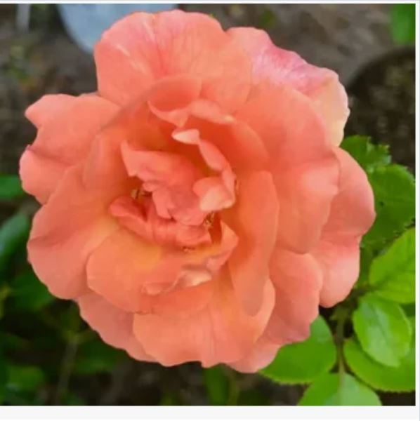  Роза флорибунда Изи даз Ит