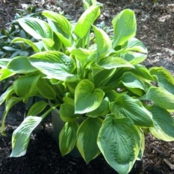  Хоста гибридная Алватин Тейлор