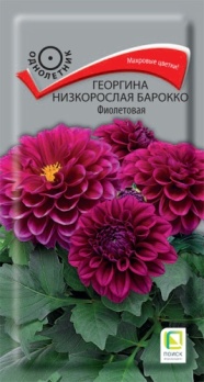  Георгина низкоросл Барокко фиолет 0,1г цв Поиск