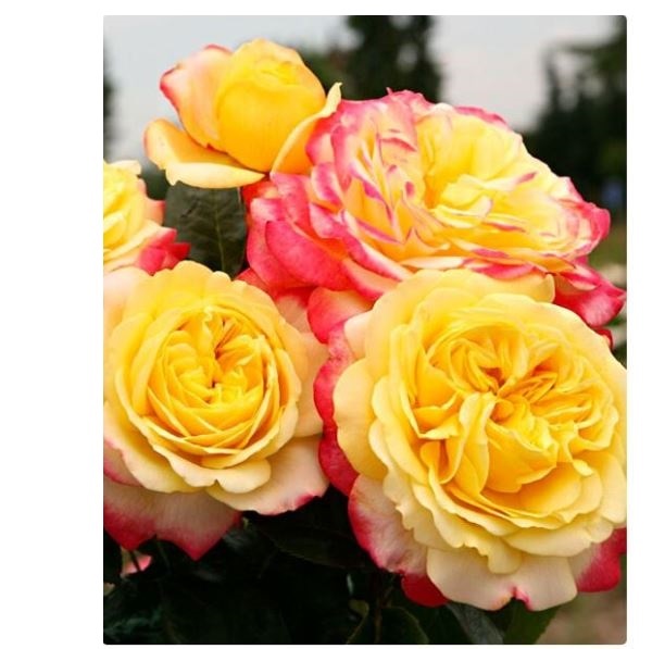  Роза чайно-гибридная Кордес Джубили