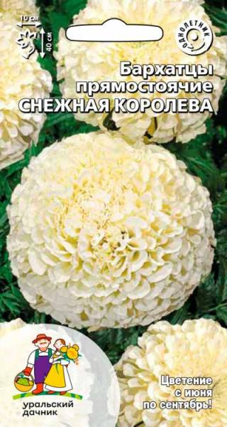  Бархатцы Снежная королева прямостоячие цв Урал.Дачник