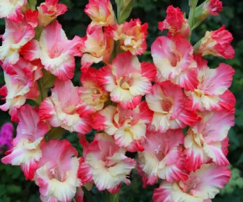  Гладиолус Жирона 10-12/К 5ш