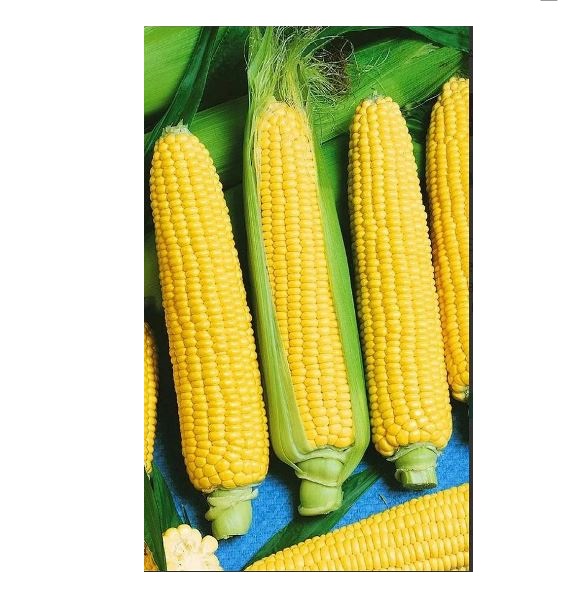  Кукуруза сахарная Лакомка Белогорья 5г Россельхозцентр