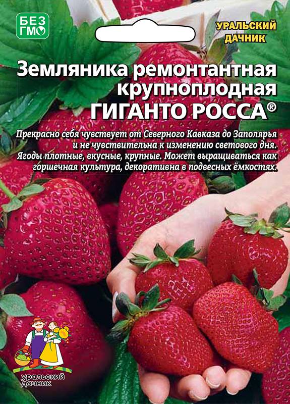  Земляника ремонтантная Гиганто Росса Урал.Дачник б/ф