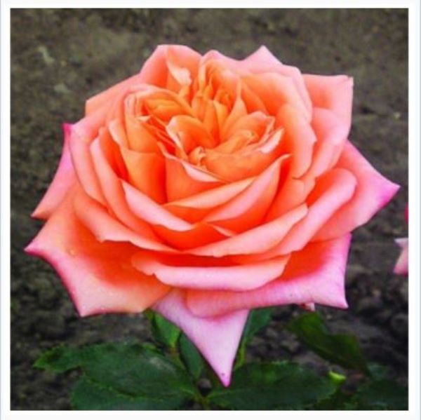  Роза чайно-гибридная Седукцион 