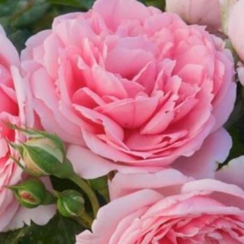 Роза чайно-гибридная Комтесс де Сегюр цв. этик - фото