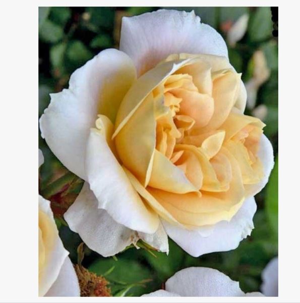  Роза флорибунда Лионс Роуз 