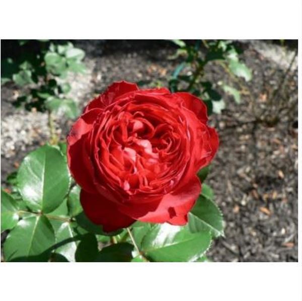  Роза чайно-гибридная Травиата цв. этик