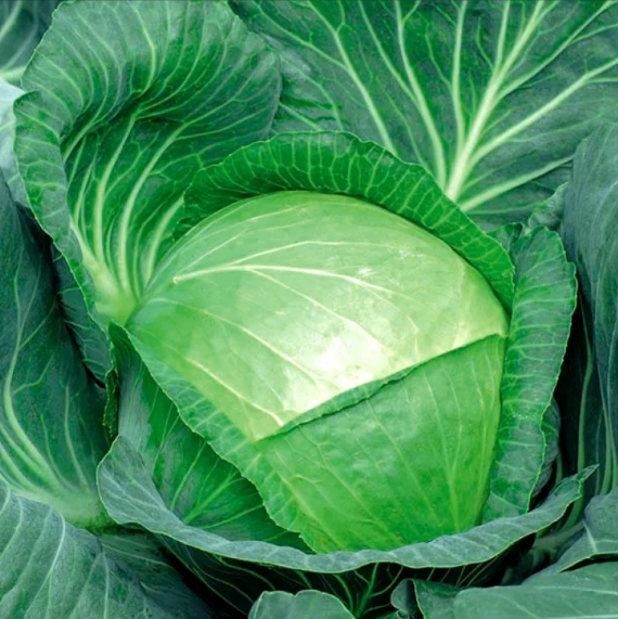  Капуста белокочанная Подарок 0,5г ч/б Поиск