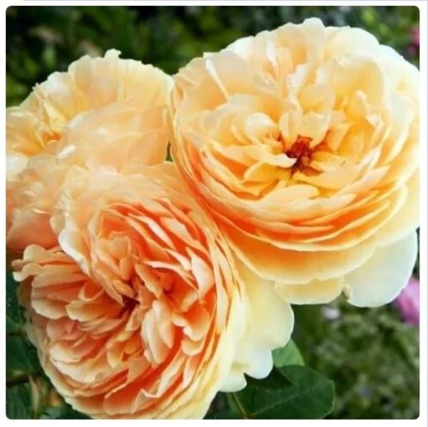  Роза английская Тизин Джорджия 