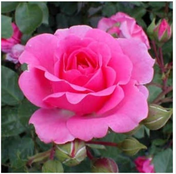  Роза флорибунда Маджента Диадем цв. этик.