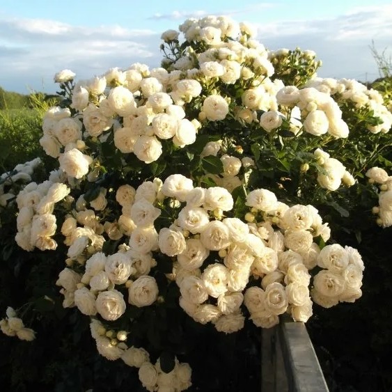  Роза шраб Артемис