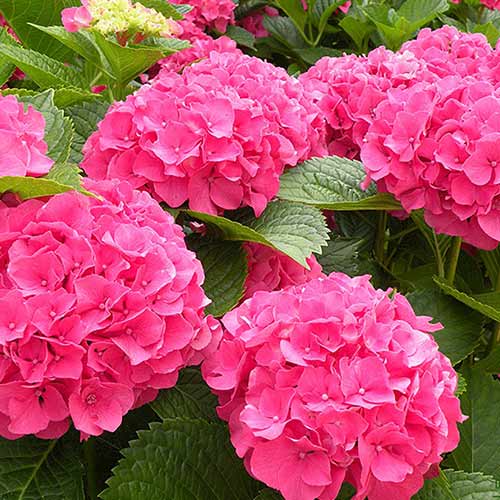  Саженцы Гортензия крупнолистовая Сибилла