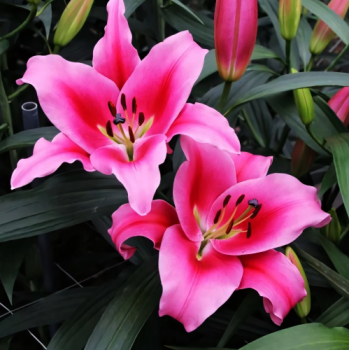 Лилия ОТ-гибрид Далиан 14-16/К 2шт - фото