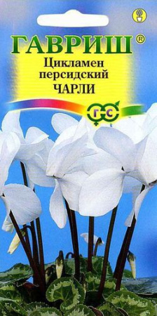  Цикламен Чарли персидский 3шт цв Гавриш