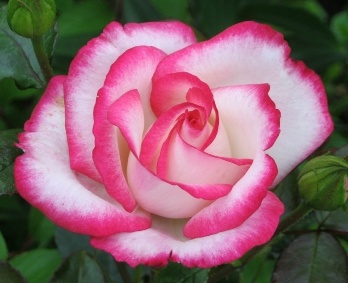  Роза чайно-гибридная Максим