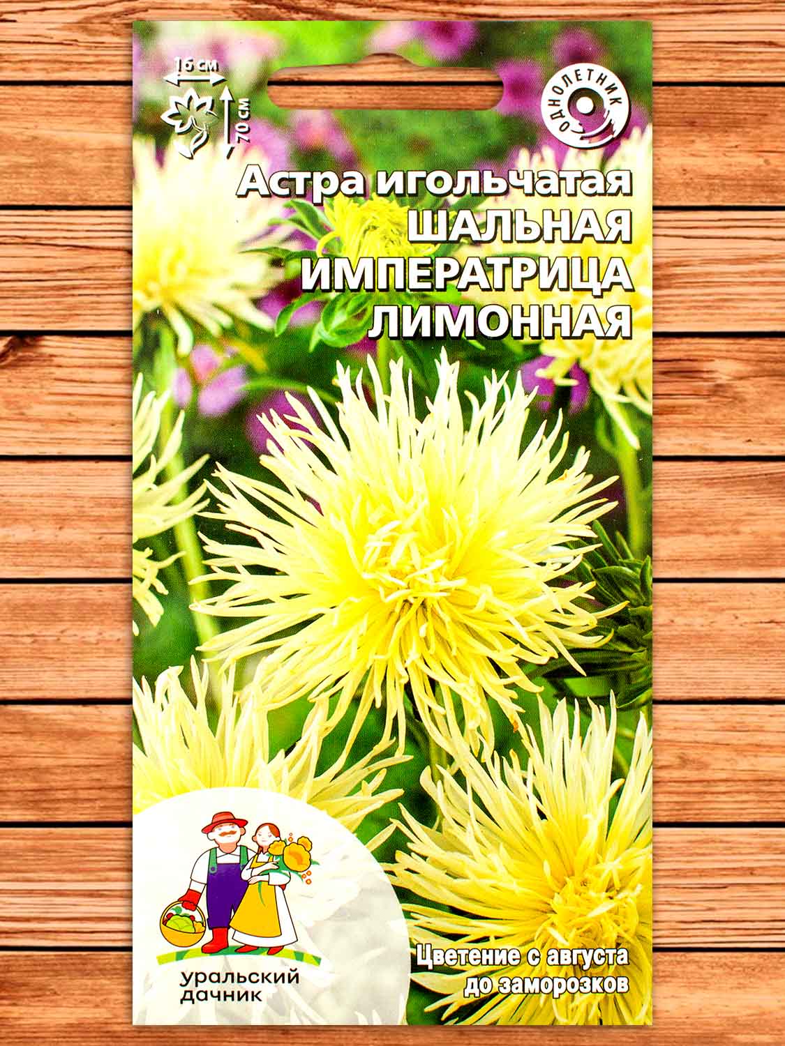  Астра Шальная императрица лимонная Игольчатая Урал.Дачник