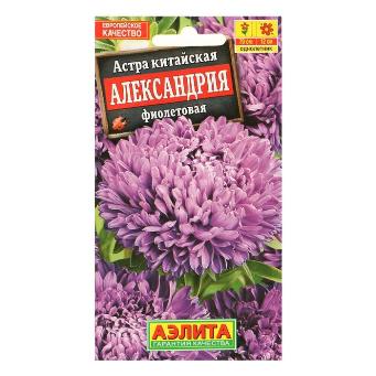  Астра Александрия фиолетовая цв Аэлита