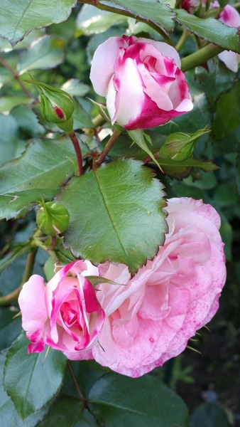  Роза грандифлора Парижская малина