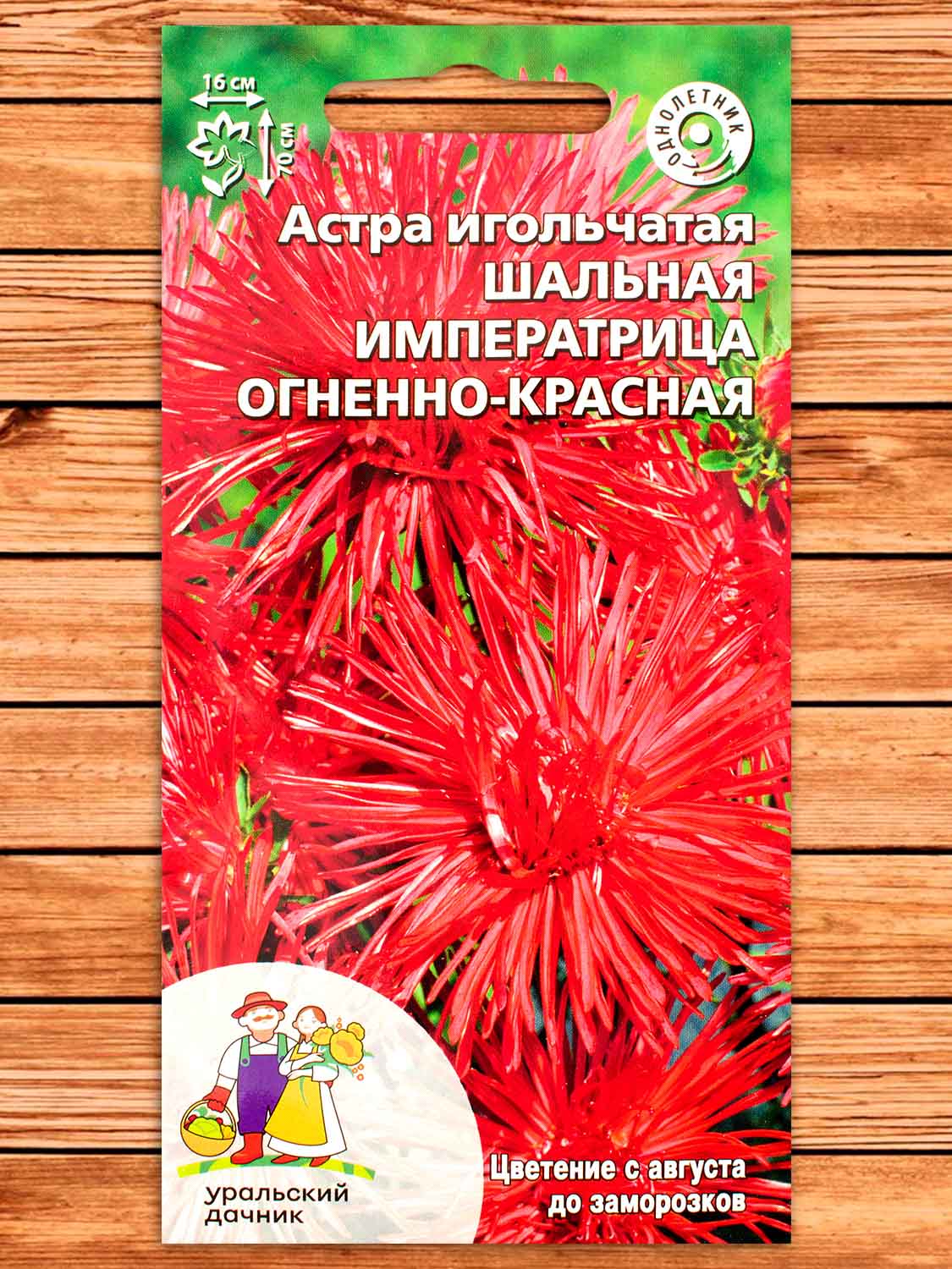  Астра Шальная императрица огненно-красн Игольчатая Урал.Дачник