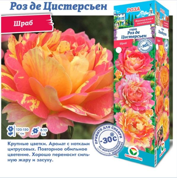  Роза шраб Роз де Цистерсьен