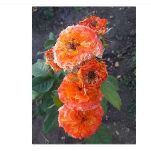  Роза чайно-гибридная Кабана