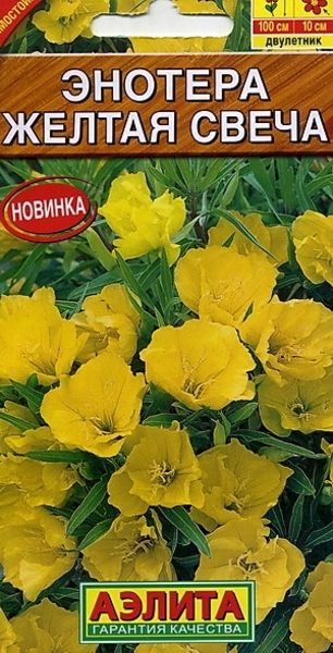  Энотера Желтая свеча цв Аэлита