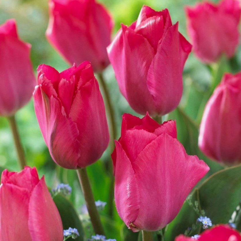  Тюльпан Дарв. гибрид Ред ван Эйк 12+/К 5шт