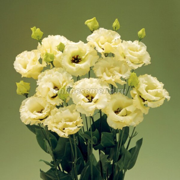  Эустома крупноцв Корелли Еллоу 5шт цв Семена Профи Поиск