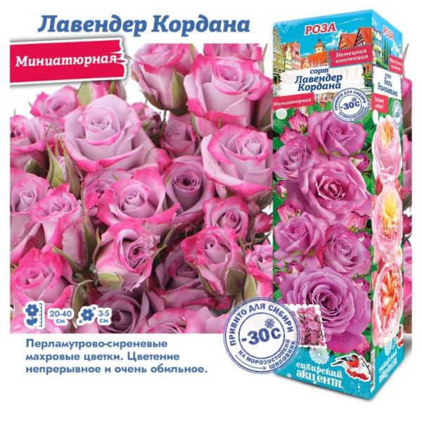  Роза миниатюрная Лавендер Кордана