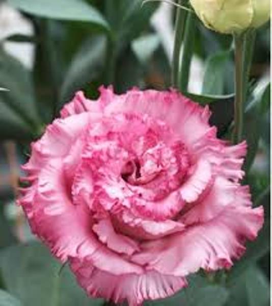  Эустома крупноцв Корелли Пинк 5шт цв Семена Профи Поиск