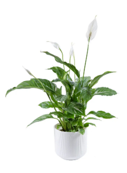  Горшок для цветов 3,1л VipSet с дренаж сист Росси белый