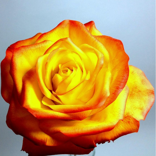  Роза чайно-гибридная Хай Меджик