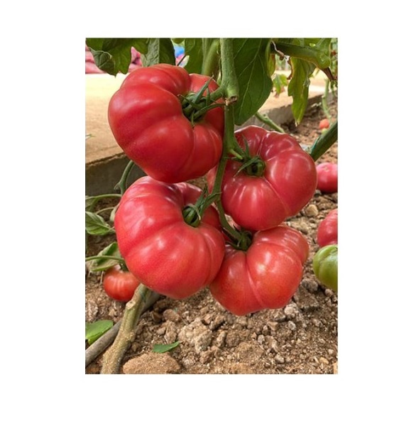  Томат Розовый Марманде 0,1г Россельхозцентр 