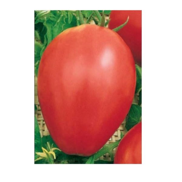  Томат Мишка косолапый 0,1г Россельхозцентр 