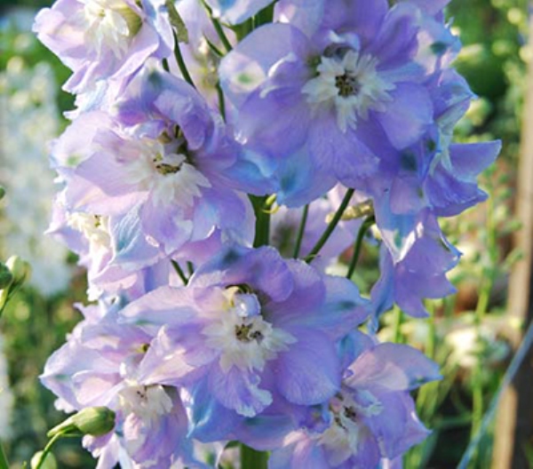  Дельфиниум культурный Джиневер 0,1гр