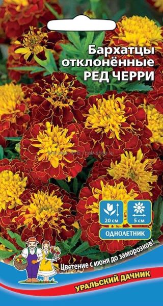  Бархатцы Ред черри отклонен цв Урал.Дачник